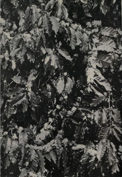 Kaffeebaum in der Blüte