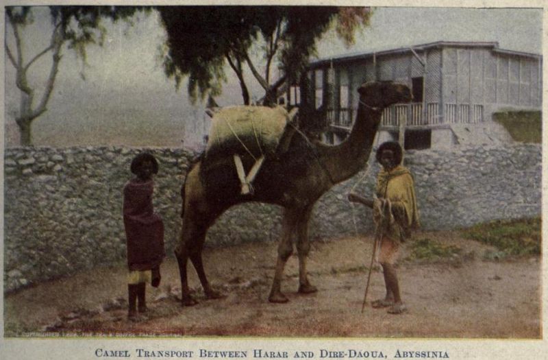 Kaffeetransport in Abessinien