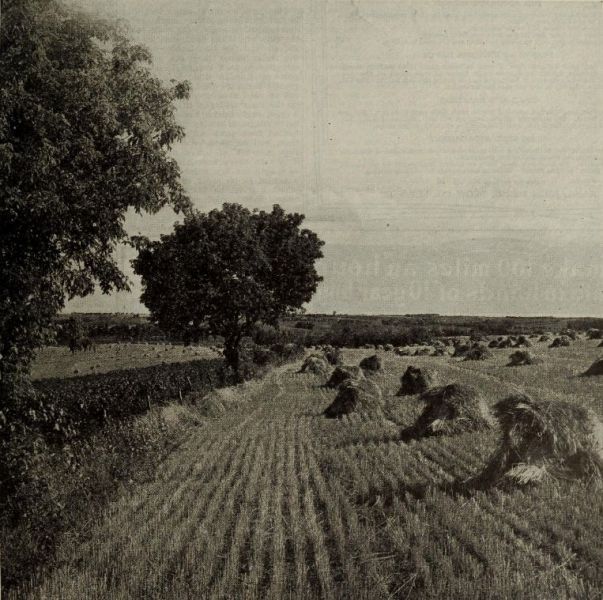 Getreide-Ernte