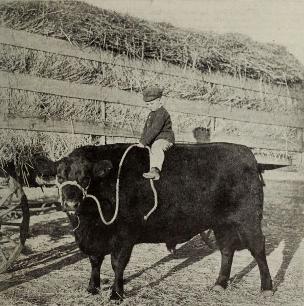 Jungbauer