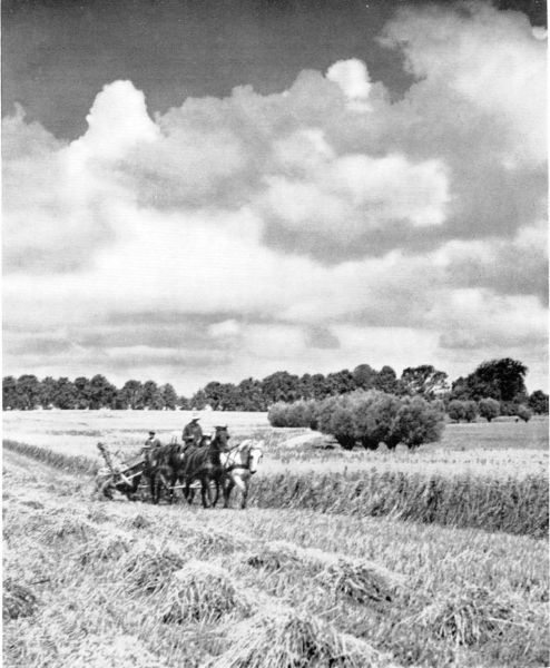 Mecklenburg, Getreideernte, Mähbinder