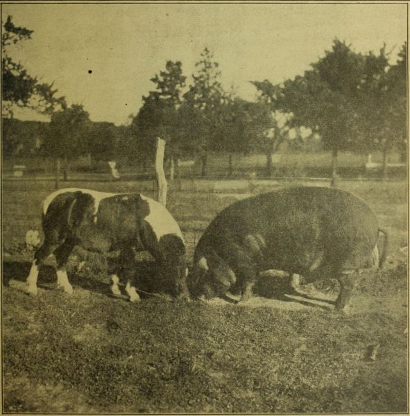 Pferd und Schwein
