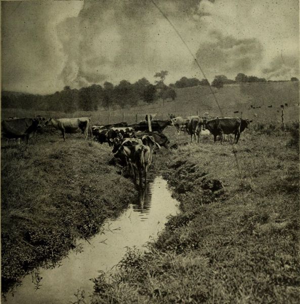 Rinder auf der Weide