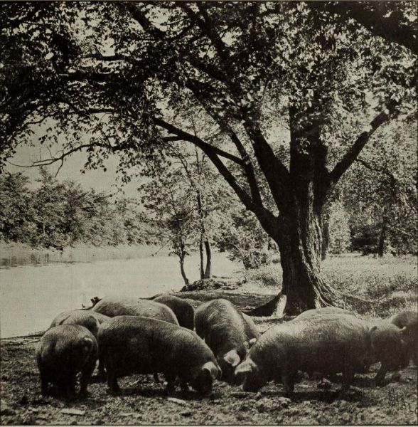 Schweine, Waldmast