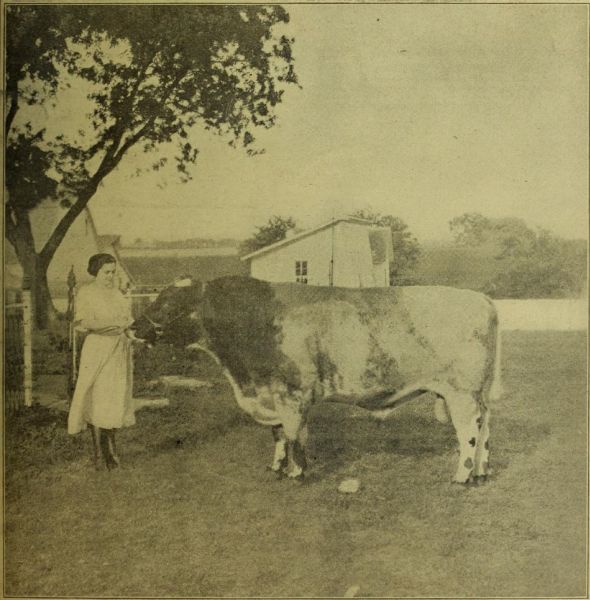 Zuchtbulle