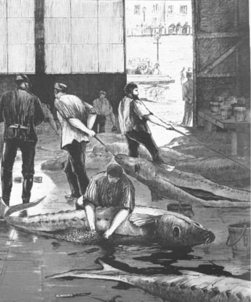 Hamburg, Die Störschlächterei in St. Pauli 2