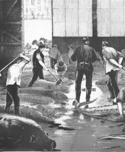Hamburg, Die Störschlächterei in St. Pauli 3