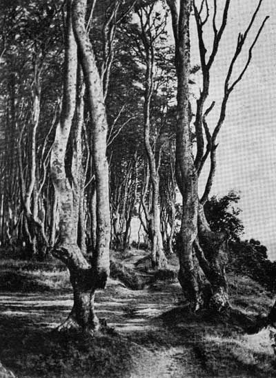 Gespensterwald.