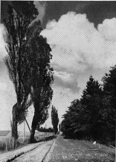 Pappelallee