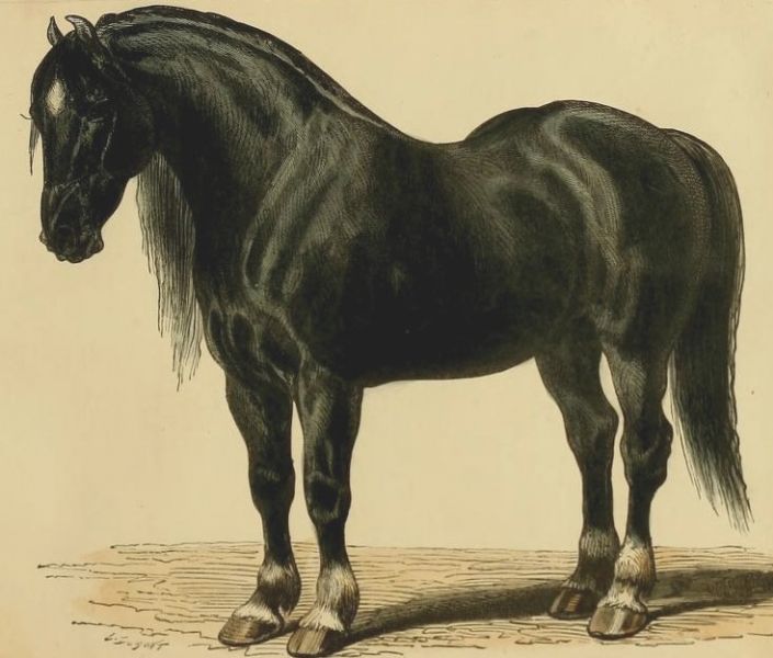 Die Pferdezucht in Mecklenburg war sehr geschätzt