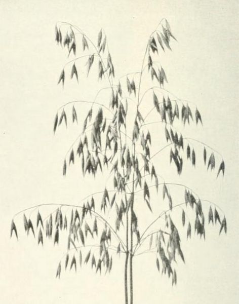 Haferähren