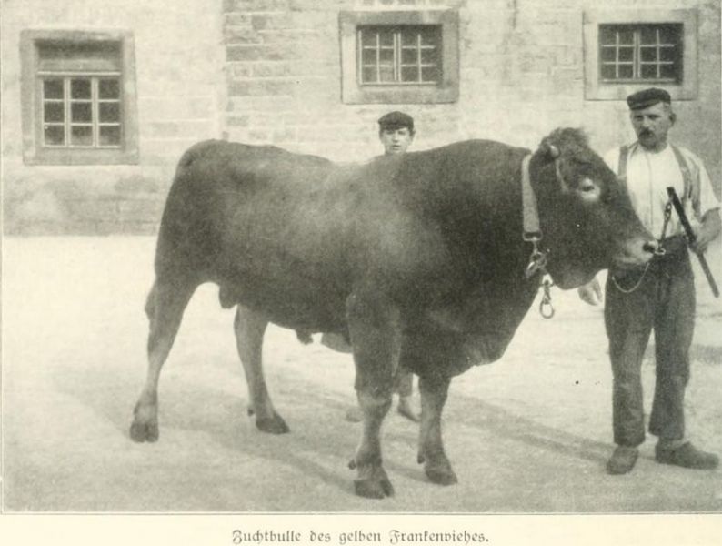 Zuchtbulle