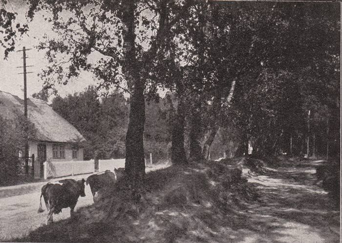 02 Graal Müritz – Birkenweg in alten Dorf