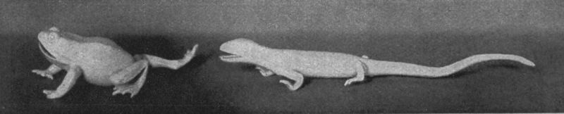 Abb. 19 Frosch und Eidechse. Böttgerporzellan