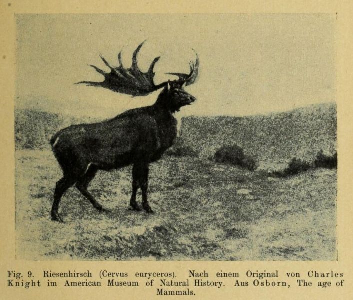 009 Riesenhirsch