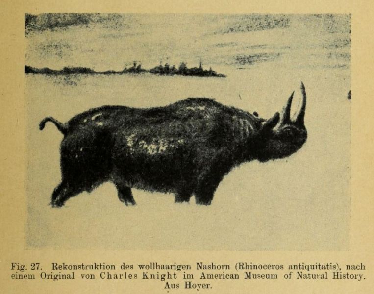 027 Rekonstruktion des wollhaarigen Nashorn