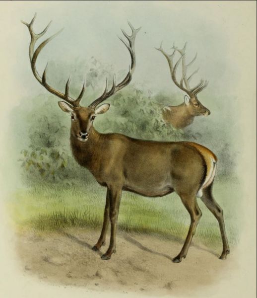 Elen, Altai wapiti