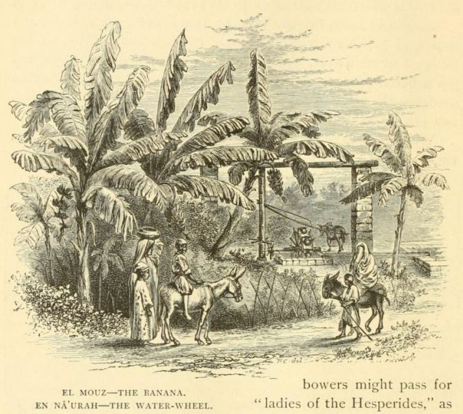 004 El-Mouz the Banana