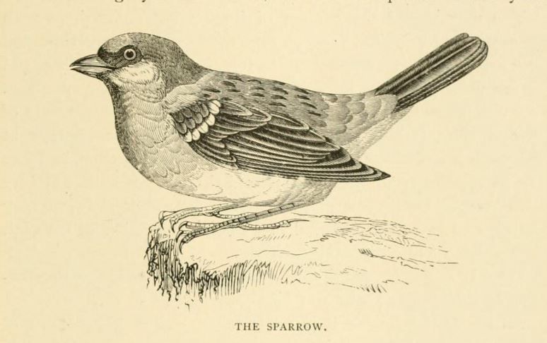 020 The Sparrow