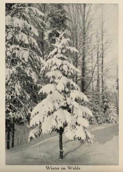 Russland 016. Winter im Walde