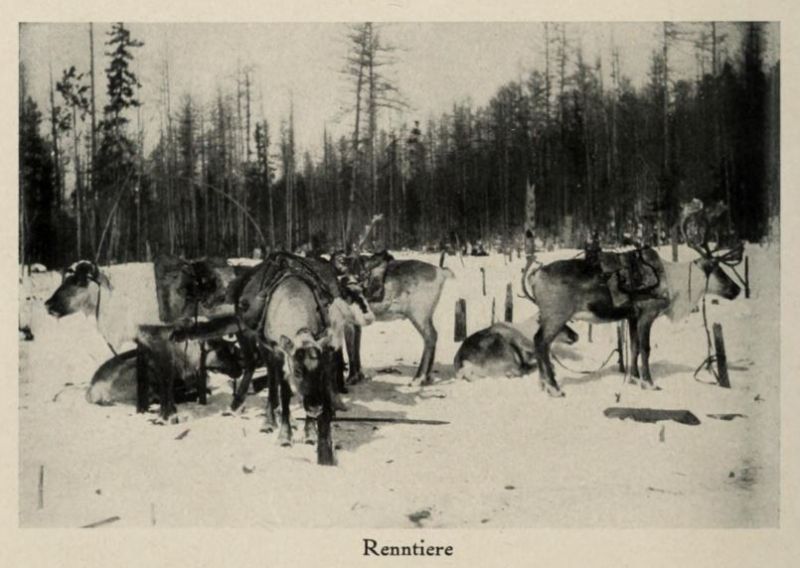 Russland 021. Renntiere