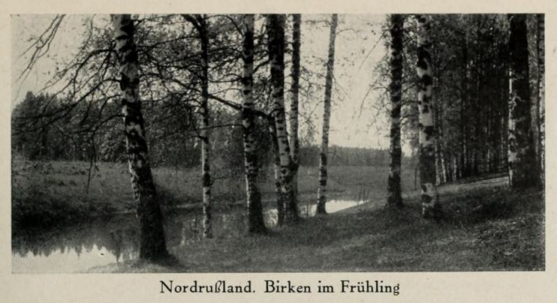 Russland 023. Nordrussland, Birken im Frühling