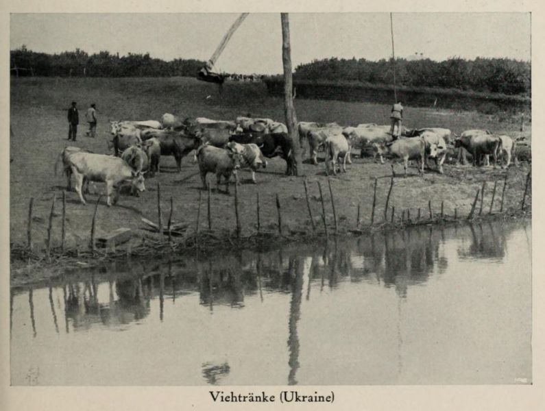 Russland 073. Viehtränke (Ukraine)