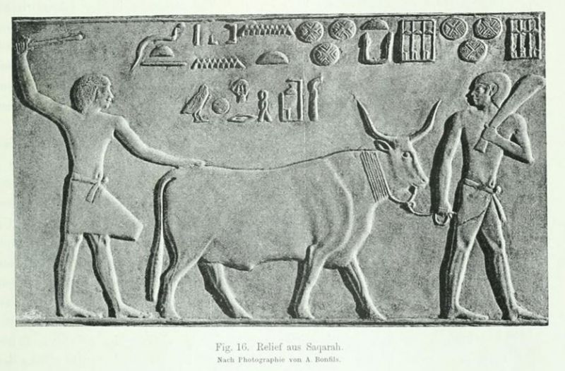 016. Relief aus Saqarah