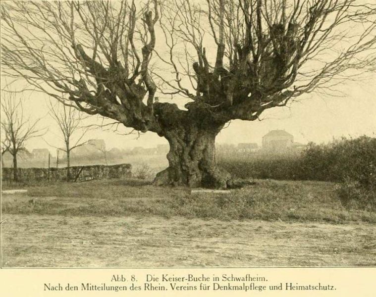 Abb. 8. Die Keiser-Buche in Schwalheim. Nach den Mitteilungen des Rhein. Vereins für Denkmalpflege und Heimatschutz.