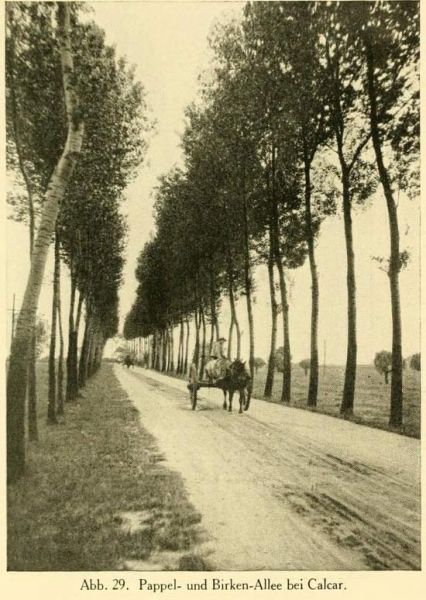 Abb. 29. Pappel- und Birken-Allee bei Calcar.