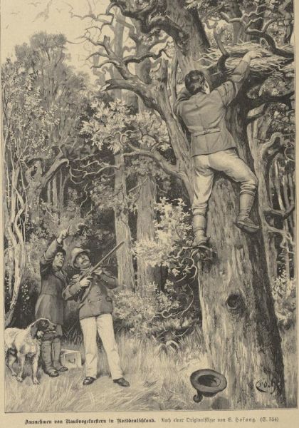 Ausnehmen von Raubvogelnestern in Norddeutschland