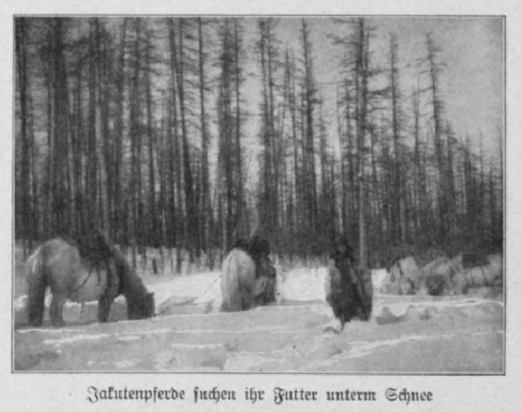 07 Jakutenpferde suchen ihr Futter unterm Schnee