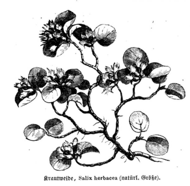 023 Krautweide