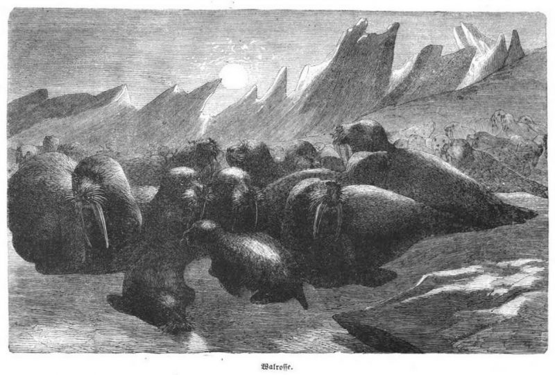 035 Walrosse