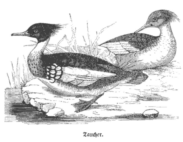 038 Taucher