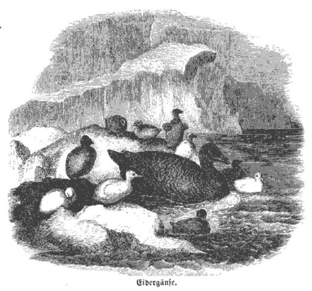 039 Eidergänse