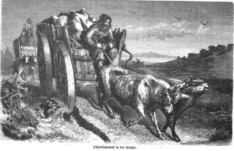 100 Ochsenfuhrwerk in der Steppe