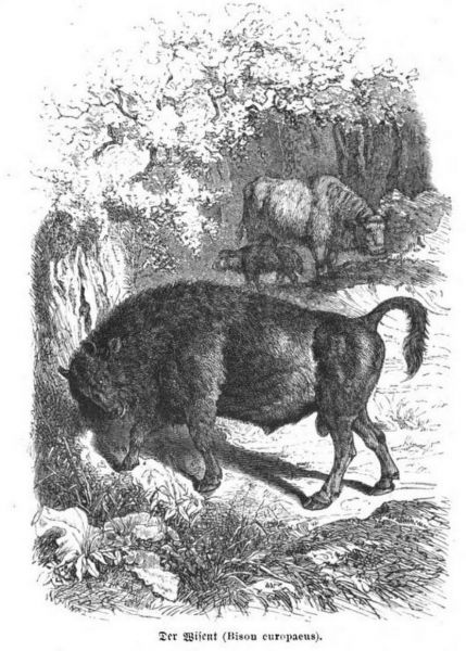 117 Der Wisent