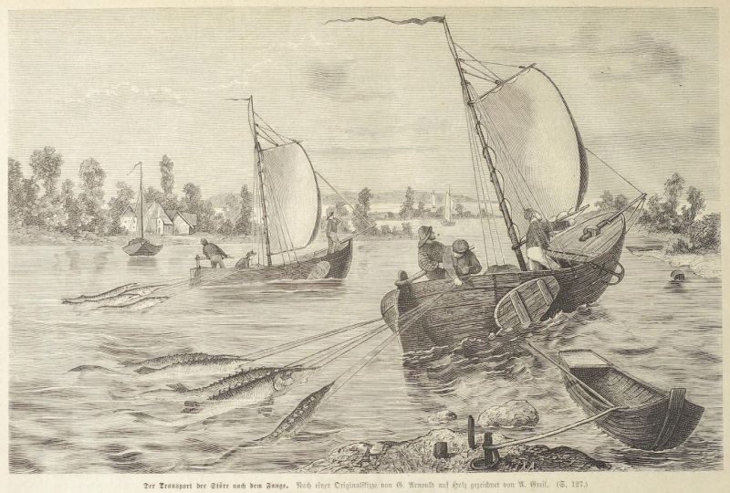Der Transport der Störe nach dem Fang