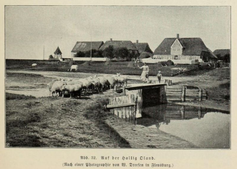 Nordseeküste, 032 Auf der Hallig Oland
