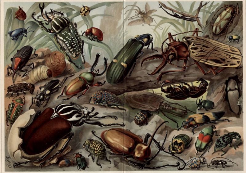 Exotische Käfer