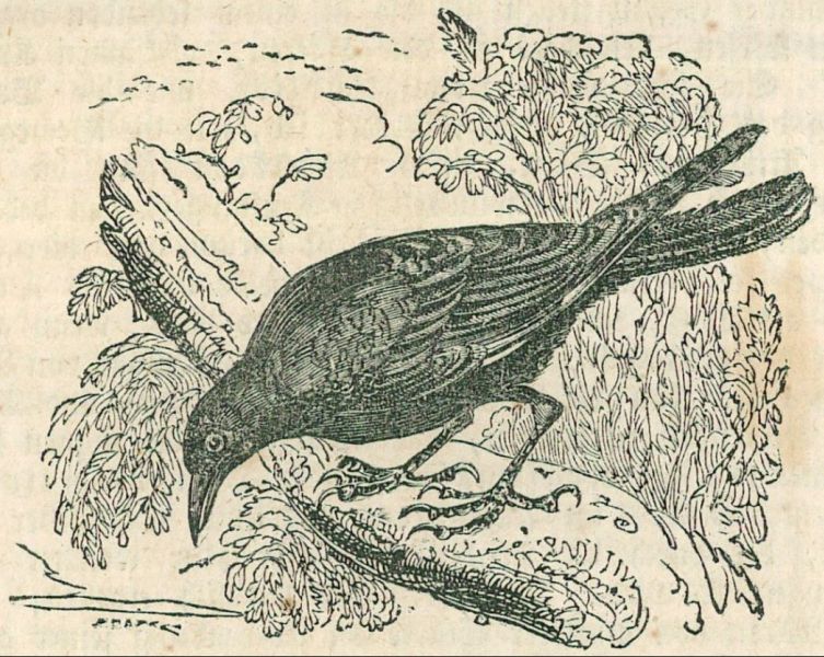 Krähen (1)
