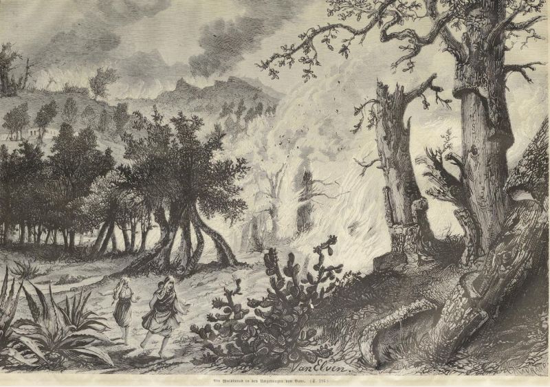 Ein Waldbrand