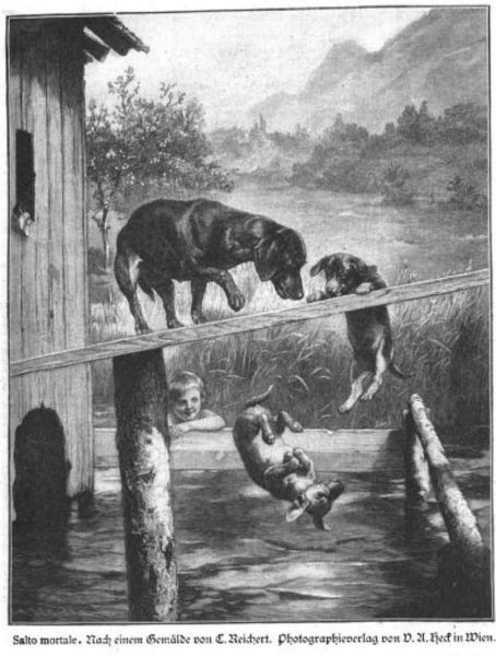 Haustier, Hunde, Salto mortale