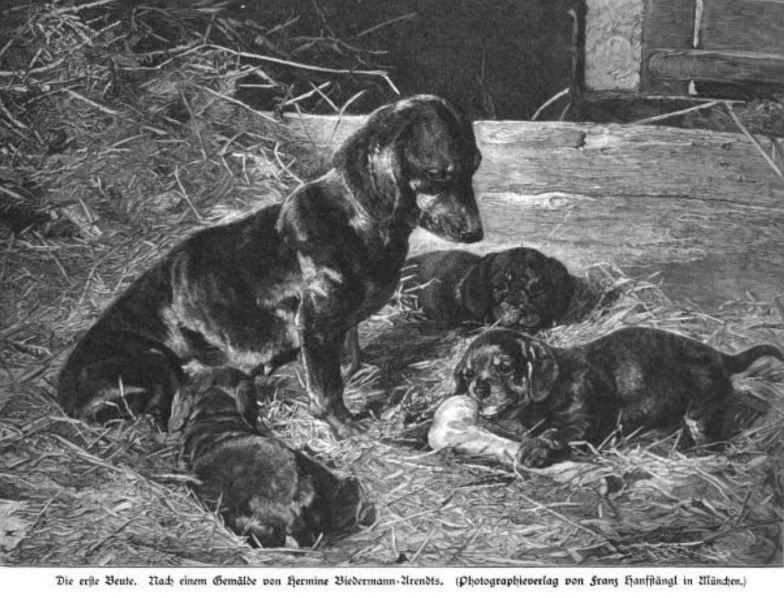 Haustiere, Hunde, Dackel