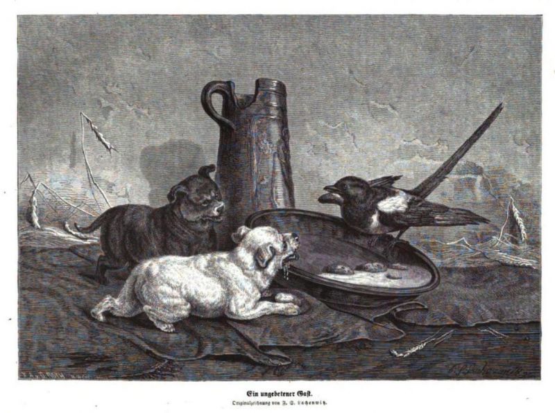 Haustiere, Hunde und Elster