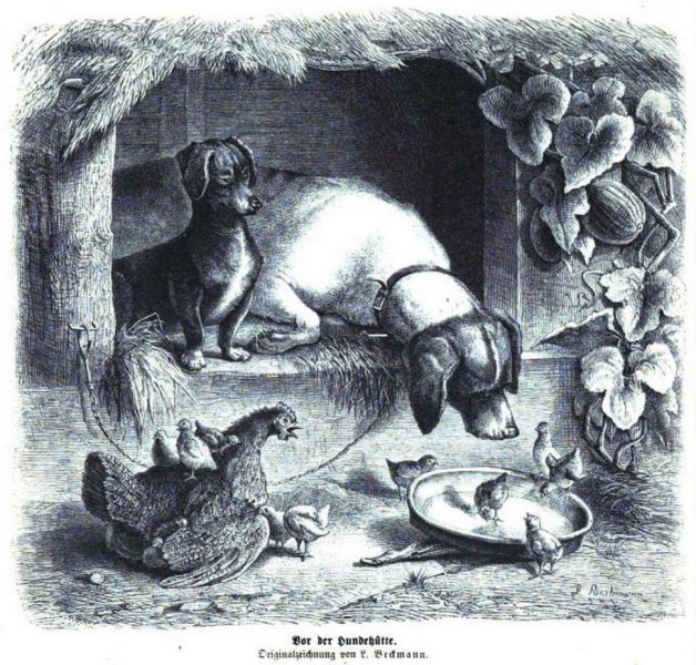 Haustiere, Hunde und Hühner