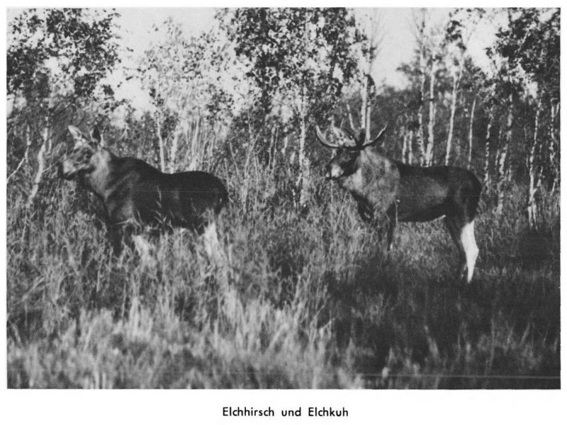 Kurische Nehrung 052 Elchhirsch und Elchkuh