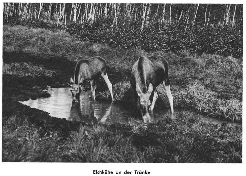 Kurische Nehrung 053 Elchkühe an der Tränke