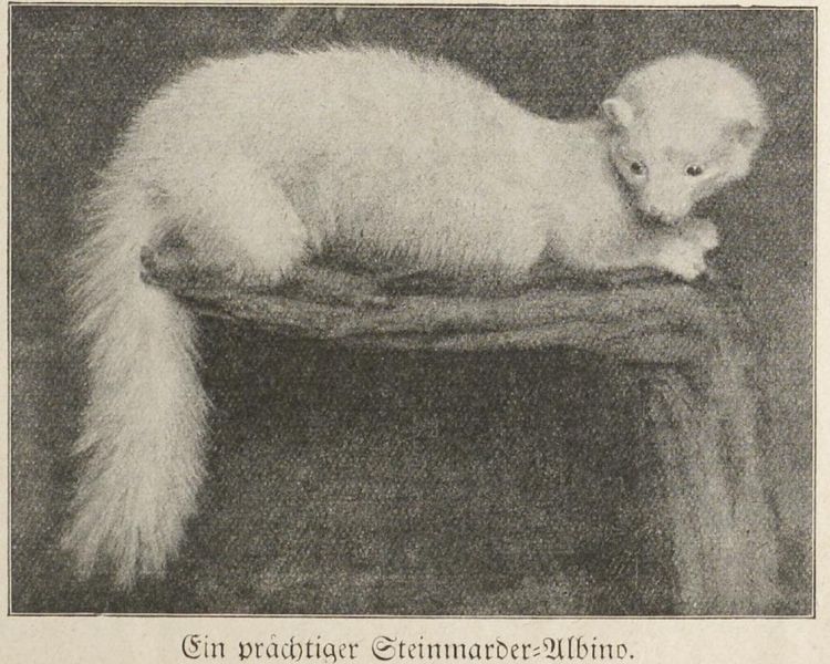 Albinos, Ein prächtiger Steinmarder-Albino